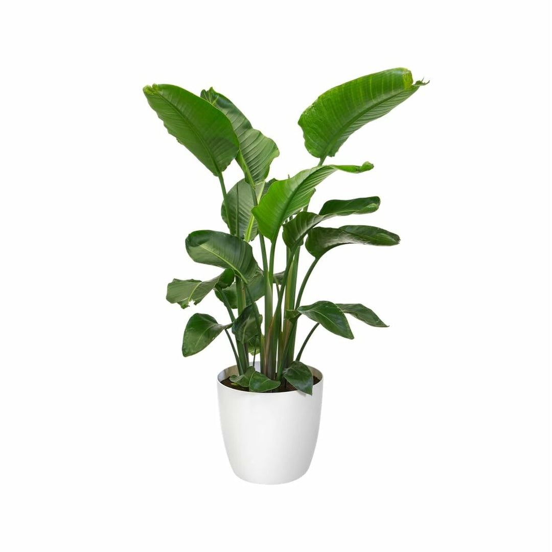 Set of pots Elho White Plastic Circular 2 Pieces